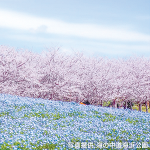 海の中道海浜公園無料入園チケット